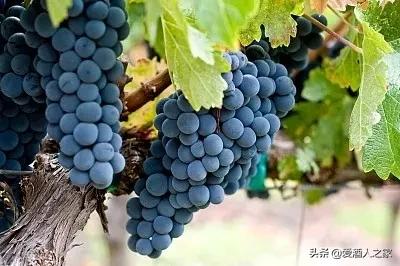 进口酒如何辨别,品酒师鉴别假茅台