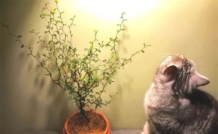 94种常见唯美观叶植物,会开花的绿色硬叶植物