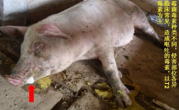 猪呕吐是怎么回事用什么药治疗,猪呕吐是怎么回事啊