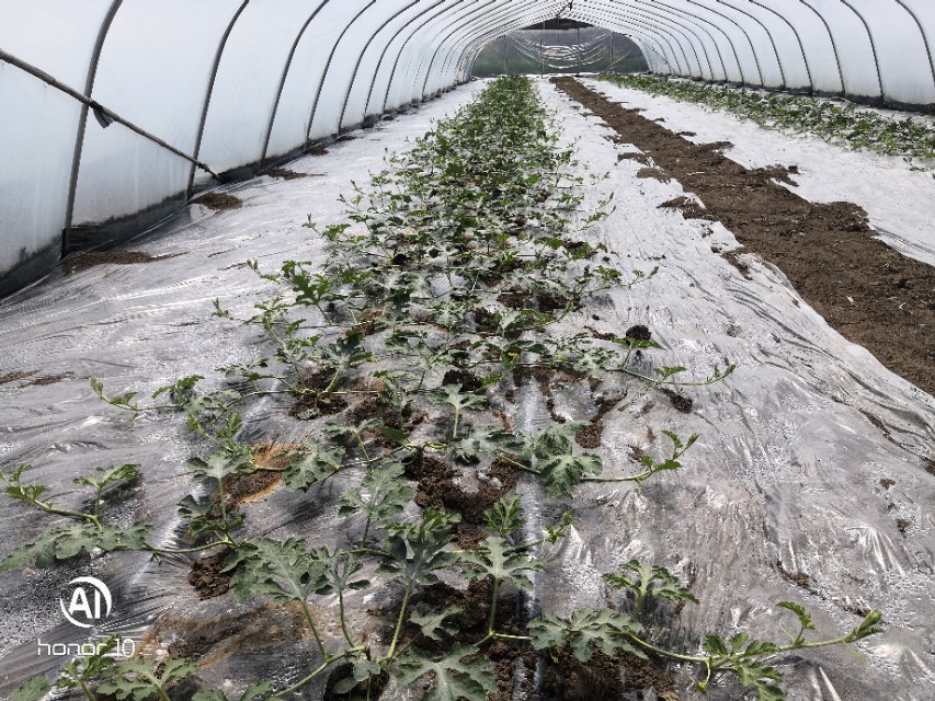 西瓜苗不旺是怎么回事,西瓜苗旺不坐果的原因防治方法