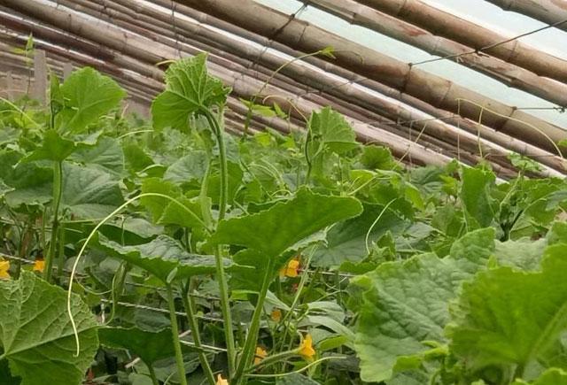 大棚蔬菜的蓟马怎么防治,大棚黄瓜蓟马各种虫害图片