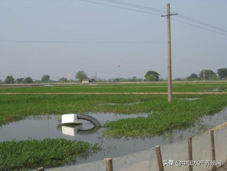 2021年螃蟹养殖一亩地赚多少钱,养殖一亩地母螃蟹的利润