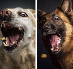 狗狗乱叫怎么教狗狗安静,狗狗乱叫怎么训练边牧