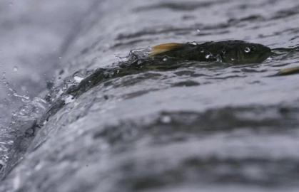 黄河鲤鱼是它的祖先，味道鲜美曾当饭吃，鱼卵有剧毒，如今禁食了