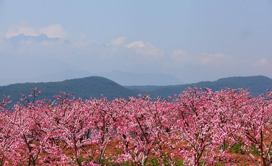 桃树园改造规划图,桃树改造的措施