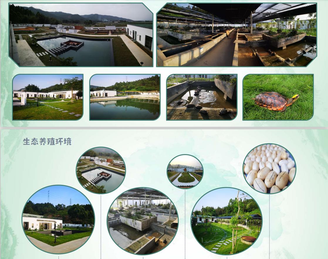 龟苓膏怎么选,龟苓膏贵的和便宜的区别