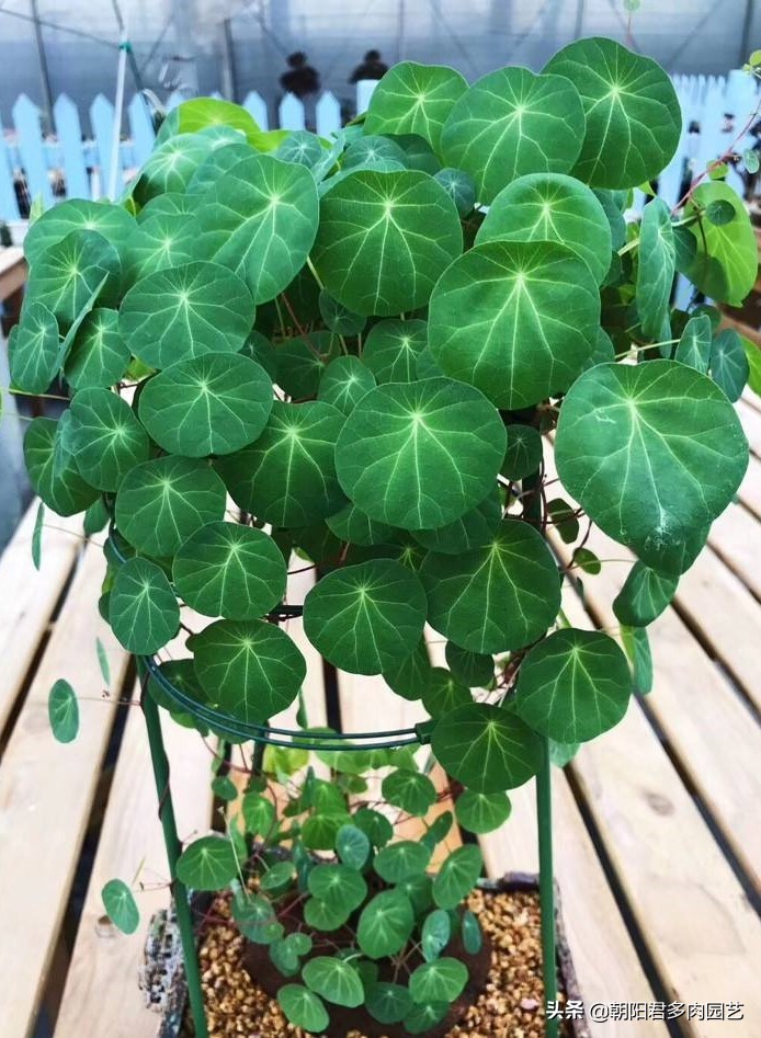 多肉乌龟一般养多久才长大,多肉新宠山乌龟