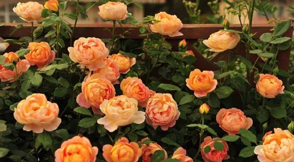 好养的盆栽花卉排名前十,盆栽花比较好养的有哪些