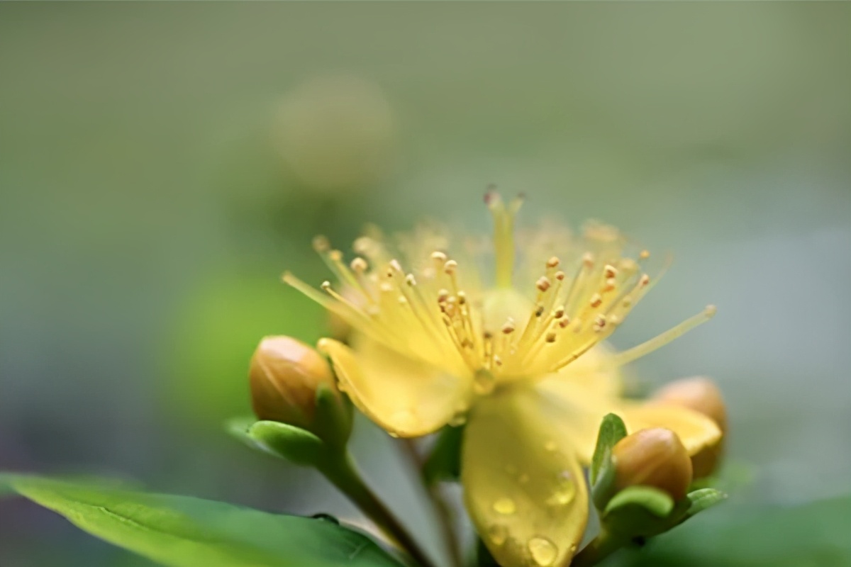 德华孝亲宝这款保险怎么样,德华安顾孝亲宝价格