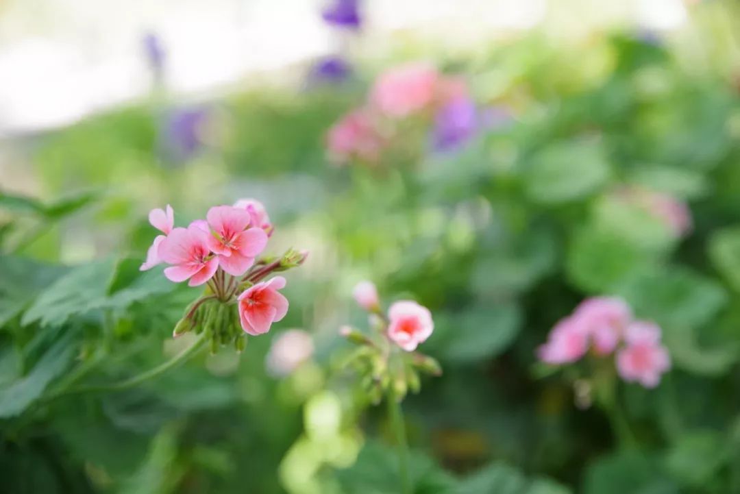 一招治愈脾胃特效药,调理脾胃治百病药方