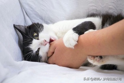 猫被猫咬了多久会好,猫咪咬伤有哪些不要吃