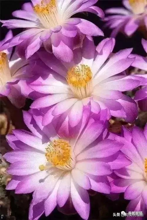 正月初九祝愿大家好运长长久久,正月初九最美好的祝福送给友友们