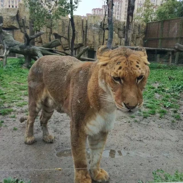 在上海迪士尼怎么玩比较快呢,在上海迪士尼玩一整天