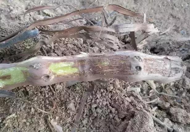 春季葡萄怎么防冻害,葡萄苗冬天会冻死怎么办