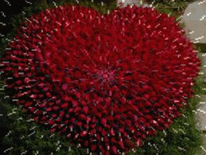 明日七夕，777幸福花送给群里所有的朋友，谁打开，谁幸福