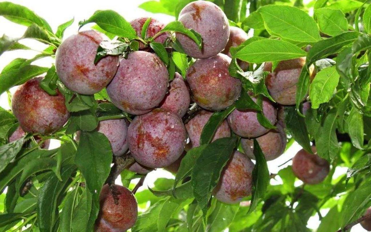 翁源三华李口感,三华李甜