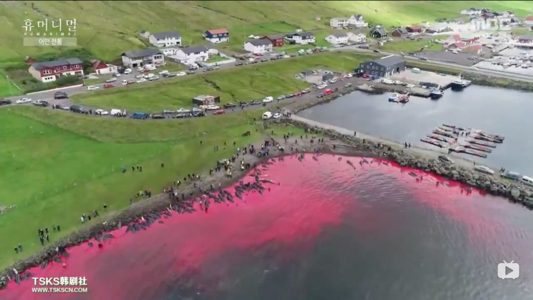 韩国寄生虫最新消息,寄生虫韩国结局