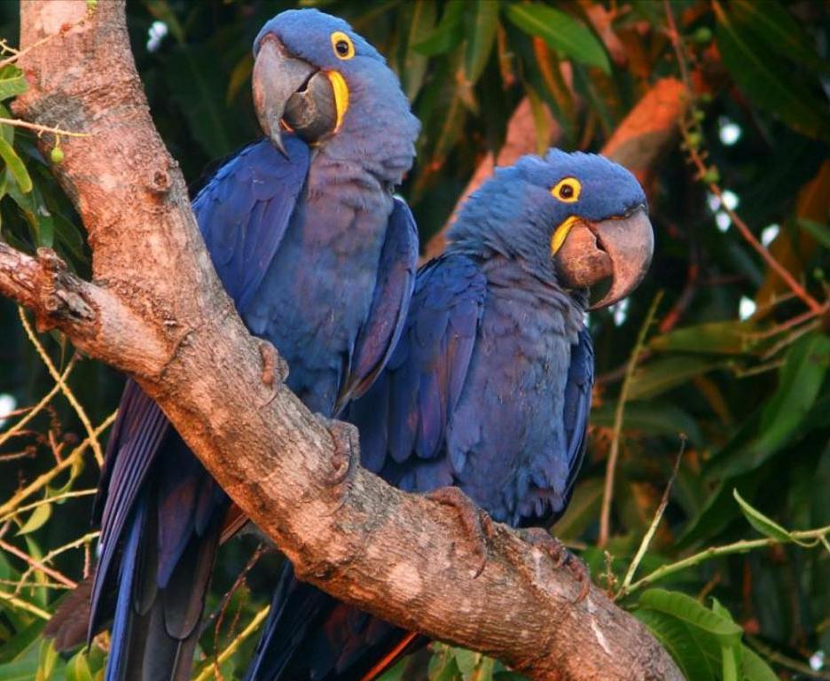 东江揽胜,惠州淡水常见鸟类图谱