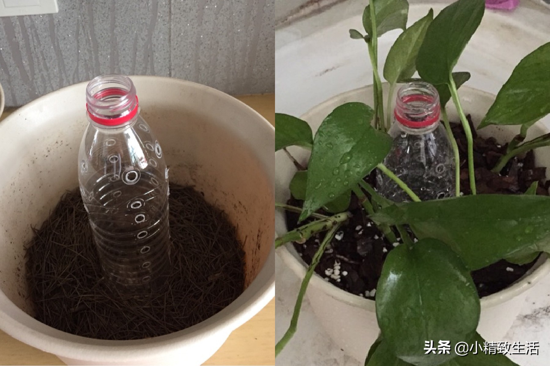 用矿泉水瓶子种绿萝,大矿泉水瓶养绿萝造型