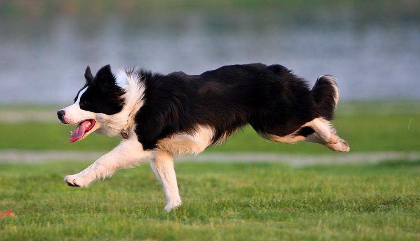 在网上买宠物狗搞笑,主人网购廉价狗粮