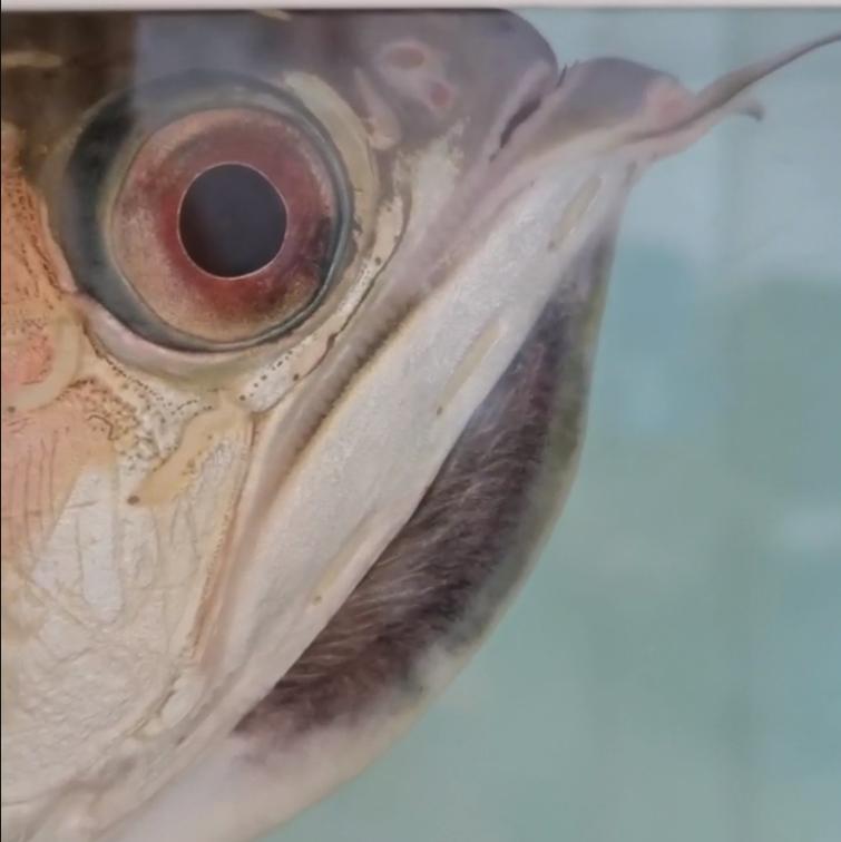 重磅|国内缸内金龙鱼繁殖重大突破,附65天跟踪记录