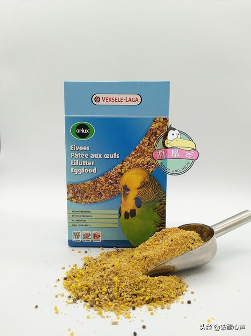 鹦鹉喂养的诀窍是什么,如何给鹦鹉鸟食物喂养好
