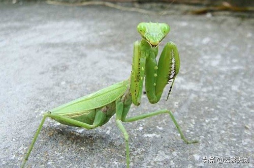 孩子看见一些昆虫害怕是怎么回事,孩子怕昆虫最好的方法