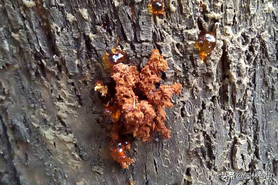 树底下掉一堆木屑是什么虫害,树从里面掉木屑怎么处理
