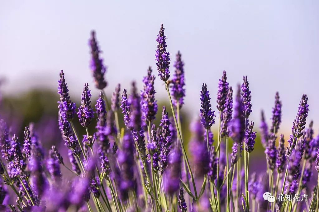 薰衣草真假精油的鉴别方法,熏衣草干花真假辨别
