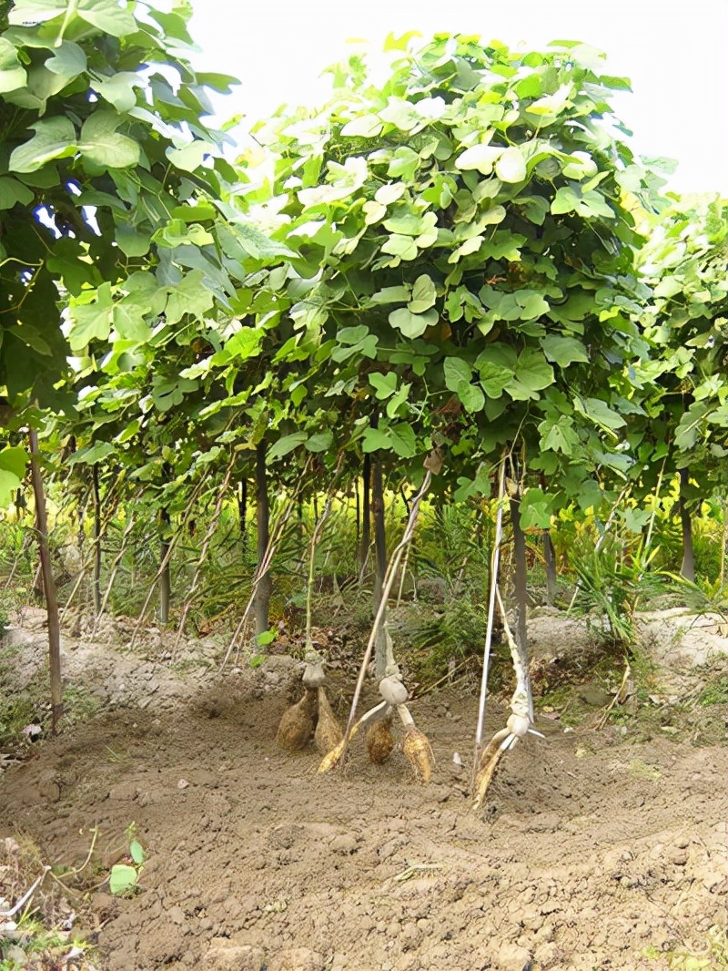 葛粉搭配什么最好吃,粉葛搭配什么食材煲汤好