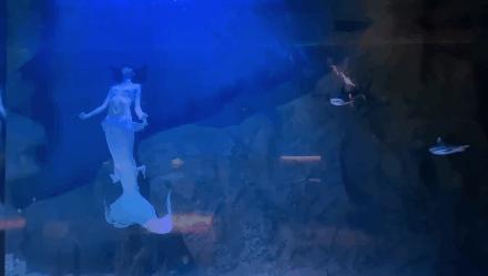 只要你愿意，就能圆你一个人鱼公主梦|美人鱼系列课程