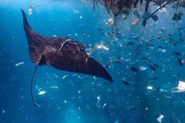 1116只鲨鱼被塑料缠住，不及余文乐发布一则视频引发的“痛感”