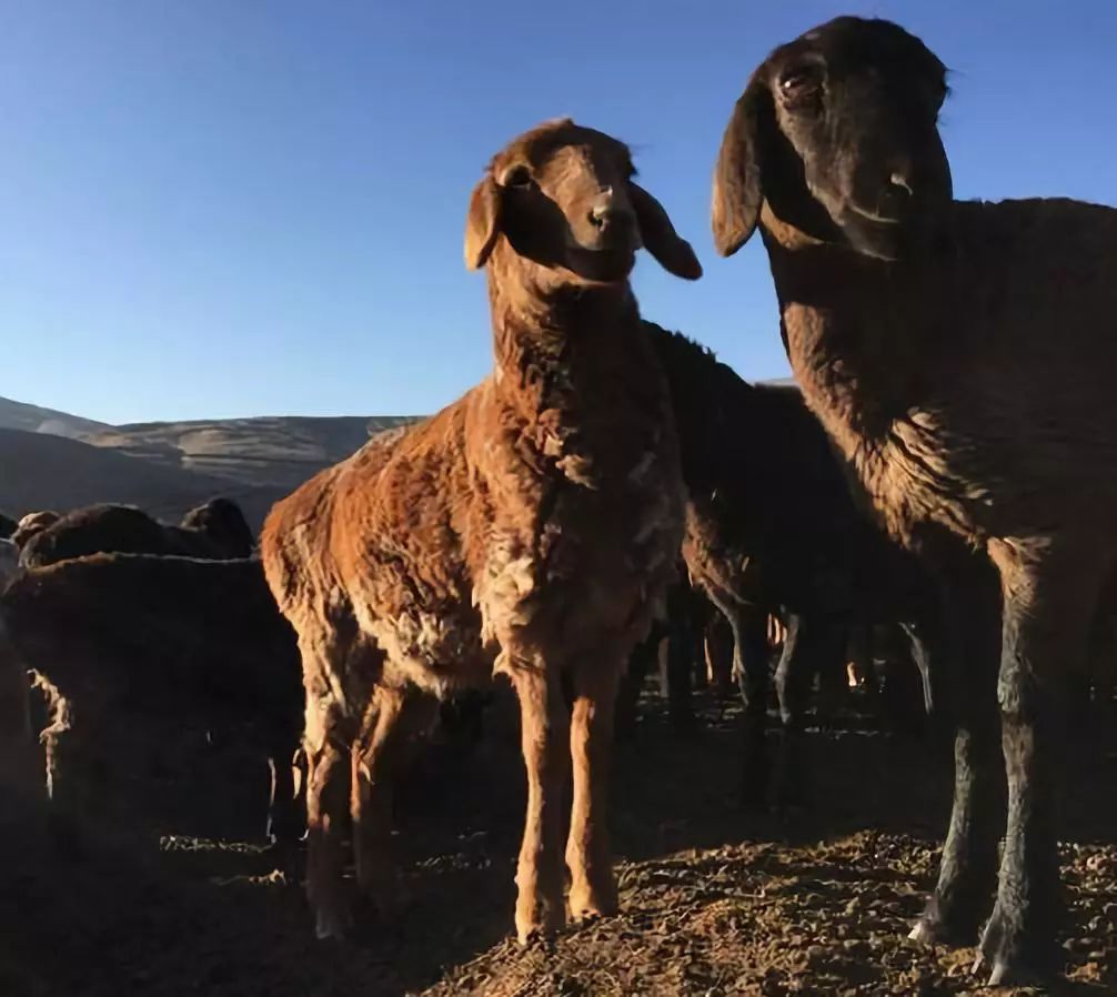 全国各地最全特产,全新疆特产