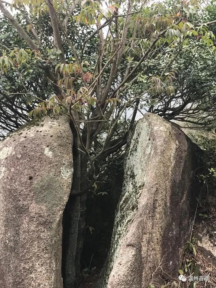 安静的尖叫,寂静的尖叫