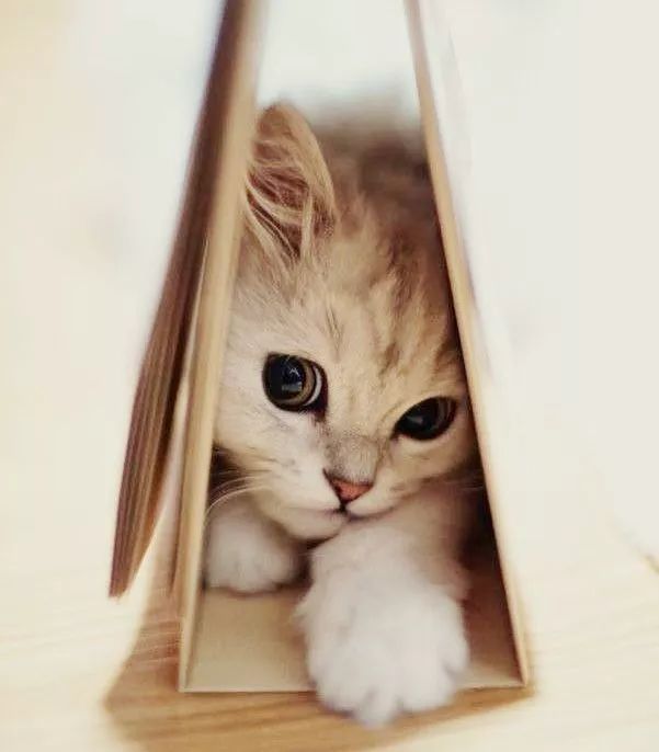 怎么撸猫毛才能防止飞毛,怎么撸猫才会掉毛