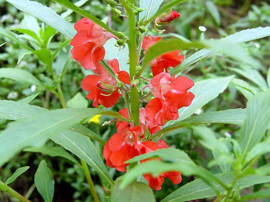 凤仙花怎么养才能长得好,重瓣凤仙花每天需要多少光照