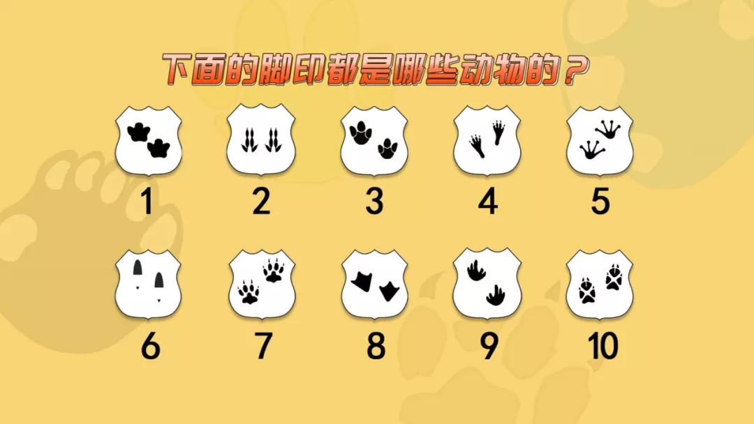 大熊猫百科知识详细介绍,大熊猫前脚有几只手指