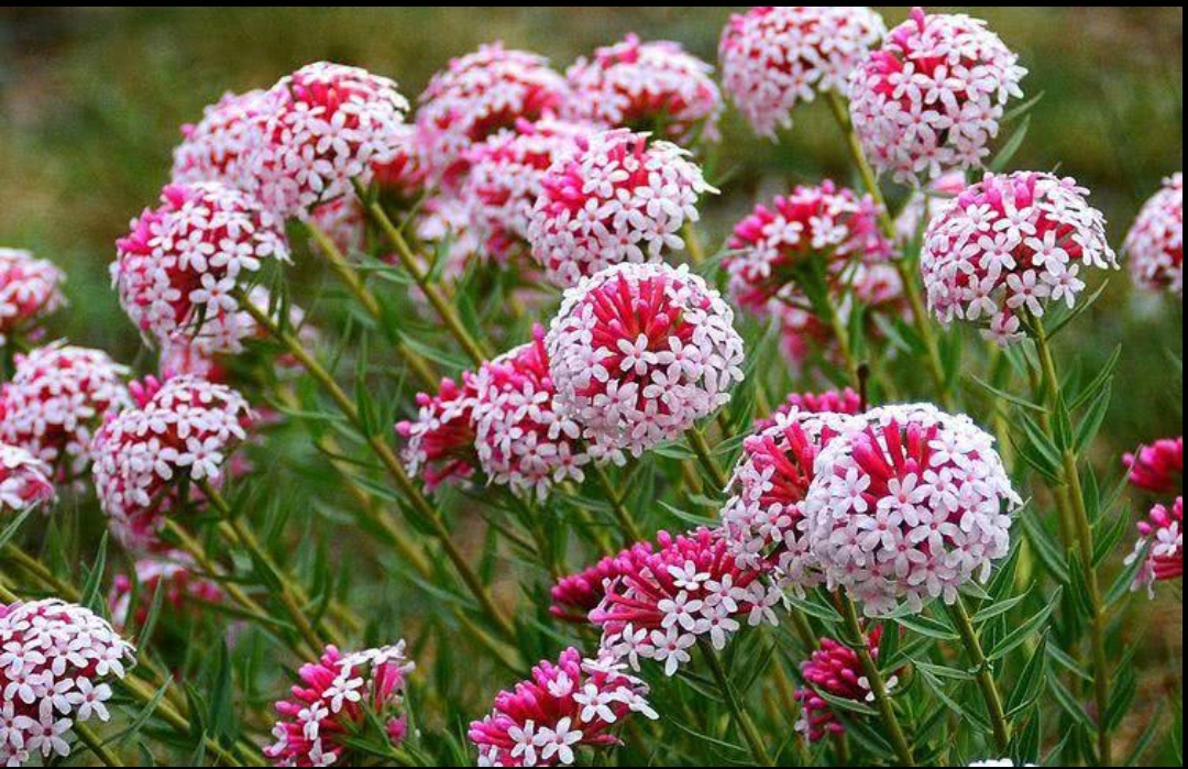 10种最毒花卉,20种大毒花