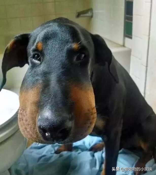 犬*麻疹荨**和血管性水肿是啥？狗狗为什么脸肿？这其实是过敏反应