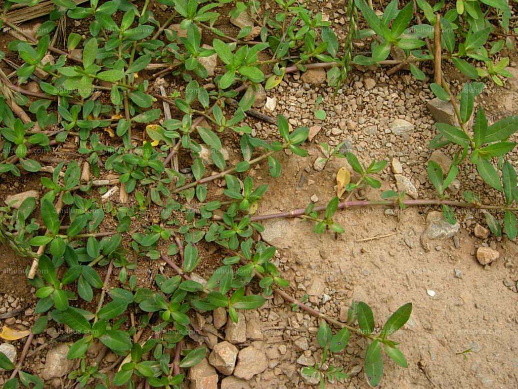 房顶长出杂草怎样消灭,墙里长出的草怎么清除