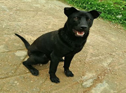 骁勇善战的青川犬，堪称团队作战的楷模