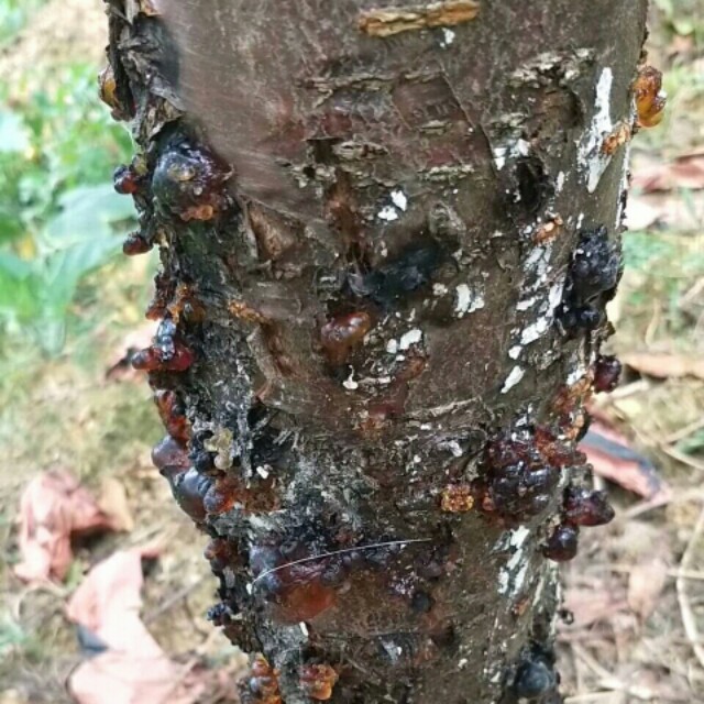 奈李管理完整视频,青奈李种植技术
