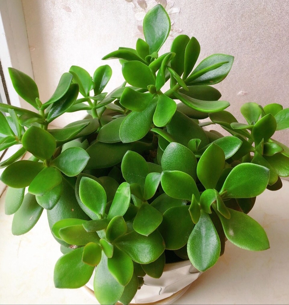 玉树叶子发黄怎么办,玉树叶子发黄是什么原因造成