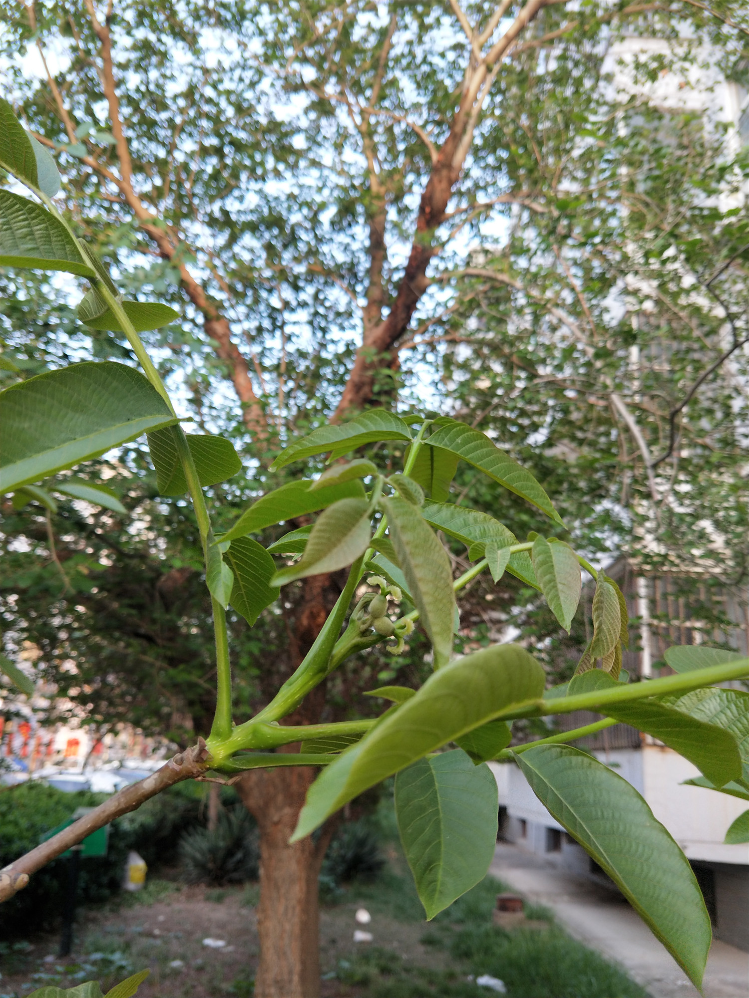 中药科普之核桃,有关核桃的药用知识