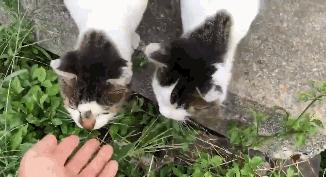 如何让猫咪喜欢上自己,可以让猫咪越来越喜欢你的秘诀