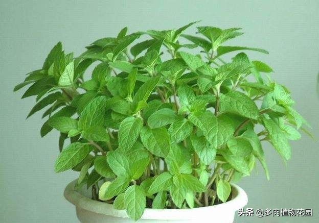 薄荷发黄老叶需要剪掉吗,薄荷容易黄叶掉叶怎么解决