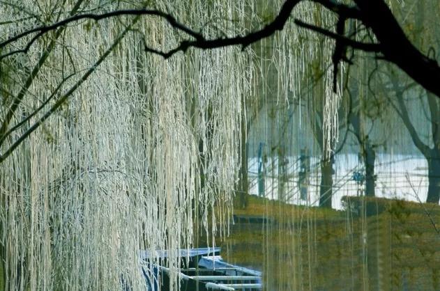 此生必去看一次雾凇太美了,此生必去看一次雾凇简直要美哭了