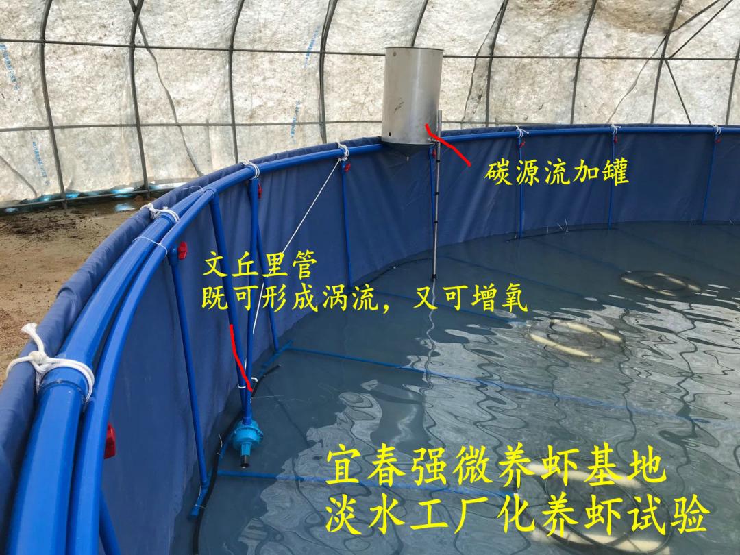 海白虾养虾技术新手入门,养海虾的技术和方法