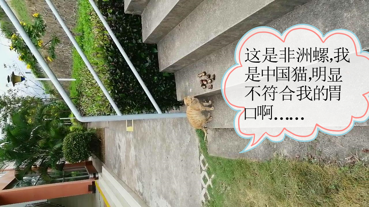 大波非洲大蜗牛袭击水电站，我方高地正被入侵！它们竟然吃水泥？