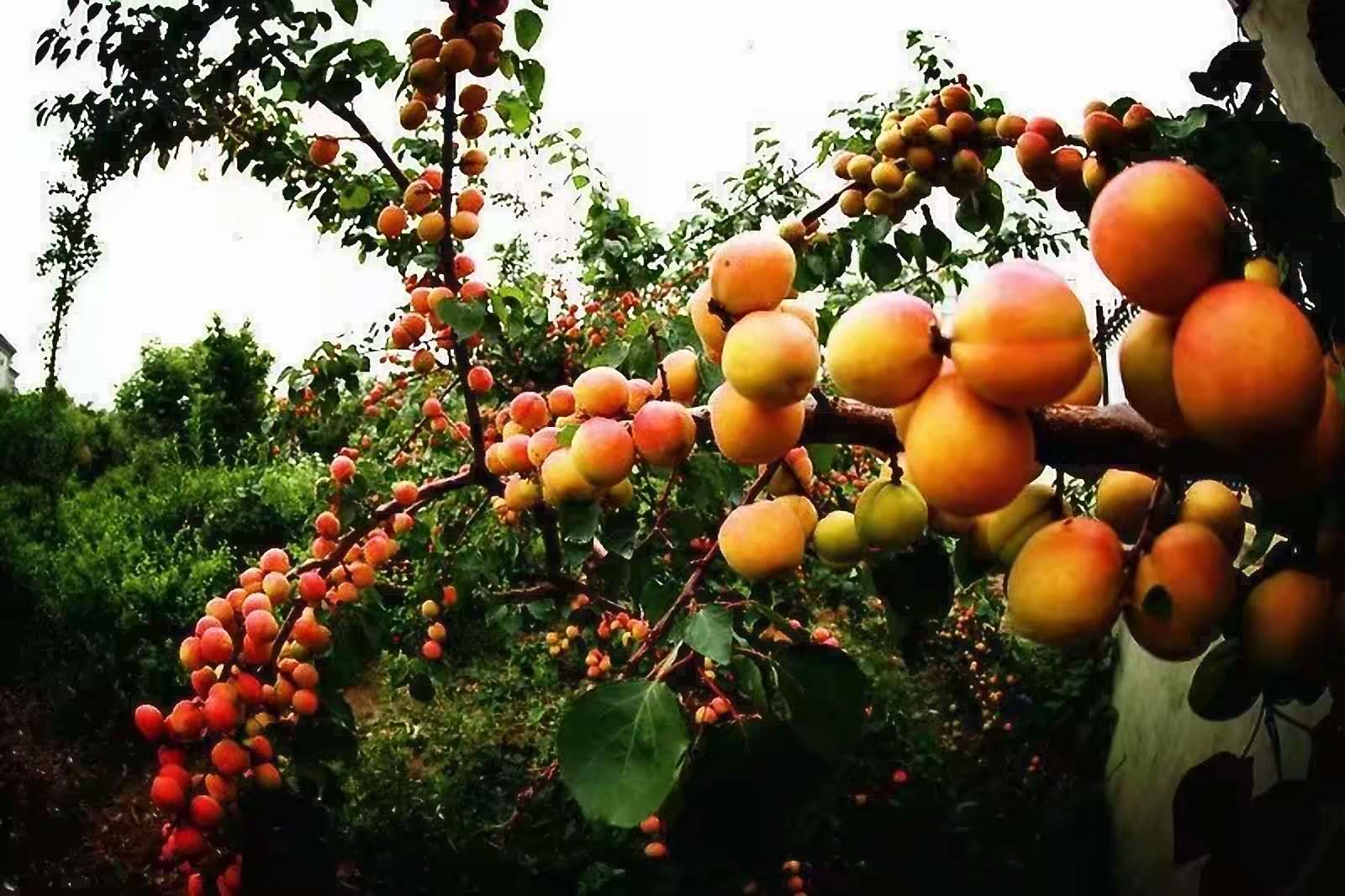 “杏运”来袭：这个县城一件事儿坚持了28年